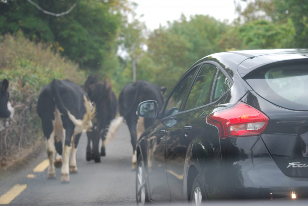 Cows on the road