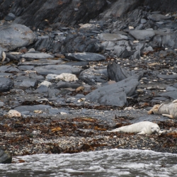 White baby seal lying on the beach