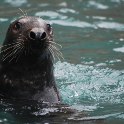 A curious seal