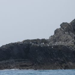 Ramsey island rocks