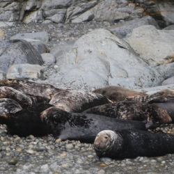 Lots of pregnant seals